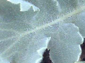 Fiore giallo dall''Etna - Glaucium flavum